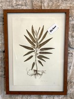 Mexican Bush Sage Pressed Leaves Art, Framed