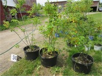 Clump Form Serviceberry