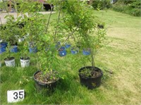 Clump Form Serviceberry