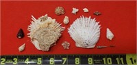 Sea Shells From Around the world
