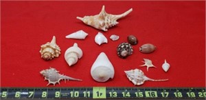 Sea Shells From Around The World