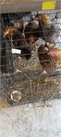 golden laced wyndotte hens