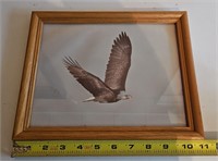 Framed Eagle Photo