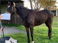 (VIC) ROMP - THOROUGHBRED MARE