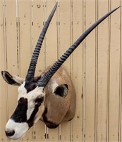 Taxidermy Gemsbok Antelope Bust Mount Trophy