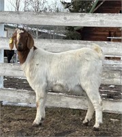 Doe-Boer Goat-Currently open