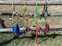 4 NYLON HALTERS WITH 4 LEAD ROPES