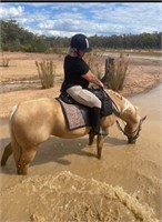 (VIC) MURPHY - QH GELDING