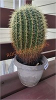large barrel cactus