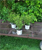 3 White Bobo Sun Hydrangea Plants