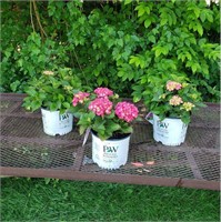 3 Dwarf Pink Giddy Hydrangea Plants