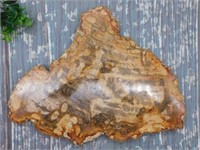 PETRIFIED WOOD SLAB ROCK STONE LAPIDARY SPECIMEN