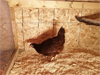 2 Red Rhode Island Hens, Nov. 27 hatched