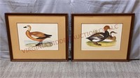 Vintage Waterfowl Duck Framed Lithograph Prints