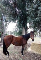 (VIC) GEE GEE - THOROUGHBRED MARE