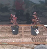 3-Japanese Red Maple Bloodgood Trees
