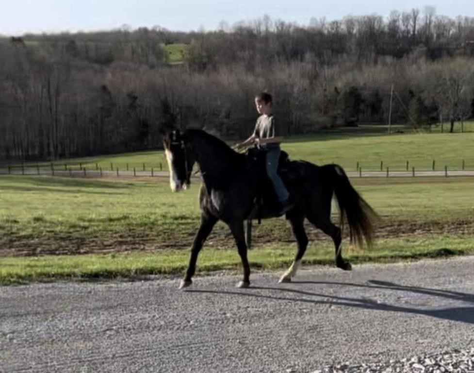 West KY Flat Shod Horse Sale