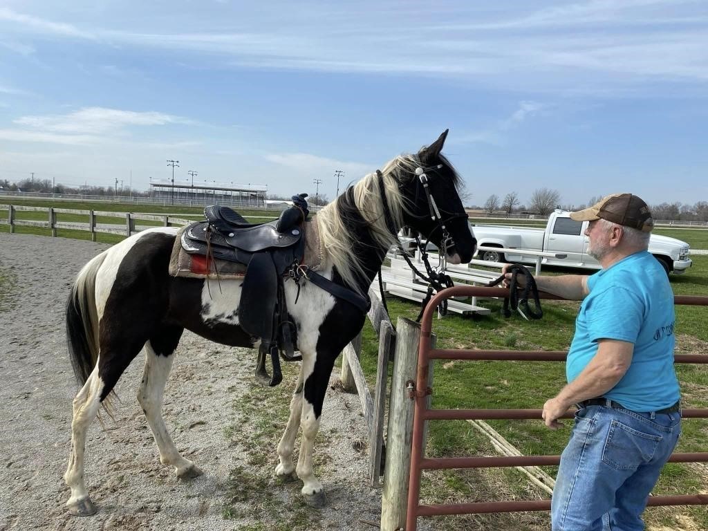 Marley - 3 YO Blk & Wh Spotted Mare