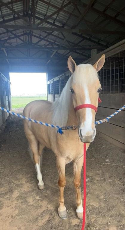 Trigger - 4 YO Palomino Gelding