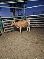 (VIC) TEXAS LONGHORN HEIFER in calf