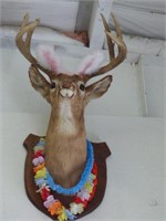 DEER HEAD DRESSED UP