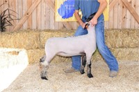 Chisler Club Lambs X Bred Yearling Ewe
