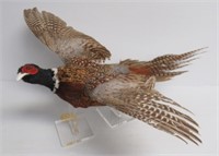Pheasant taxidermy mount. Measures 24".