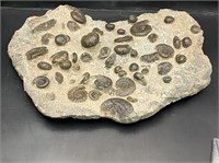 Ammonite, Fossil, Rock, Natural, Collectible, Spec