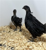 2 Unsexed-Svart Hona Chicks