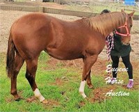 Kings Smokee Chex - Yearling - 14.2hh - Filly