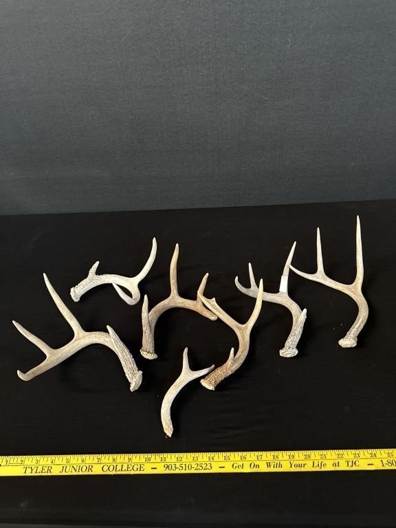 Lot Of Stag Antlers In Basket