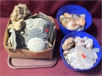 Large Assortment Of Shells And Fossils