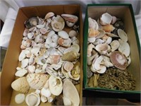 Collection of sea shells - sponge and more