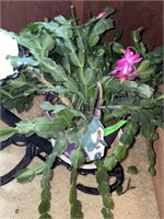 LIVE CHRISTMAS CACTUS (FOR NOW)