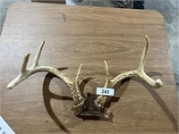 7-Point Antler