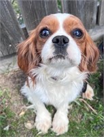 Male-Cavalier King Charles-Intact, 2 years,GORGOUS