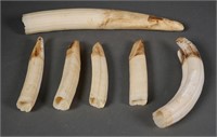 Six Hippopotamus Ivory Teeth 6" to 13"
