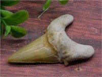 SHARK TOOTH ROCK STONE LAPIDARY SPECIMEN