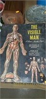 The visible man