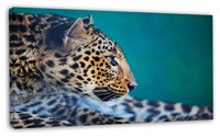 Vigilant Leopard Close Up View, Extra Large Africa