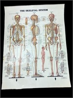 1983 Laminated Skeletal System Poster 26" x