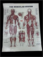 1986 Laminated Muscular System Poster 26" x