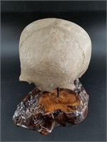 Ancient  human skull, top portion on a r