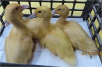 4 Unsexed-Muscovy Ducklings