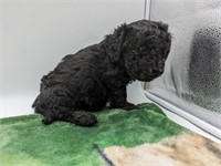 Male #2-Miniature Poodle Puppy-8 weeks