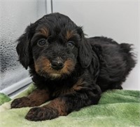 Female#2-Miniature Poodle Puppy-8 weeks