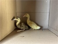 3 Unsexed-Runner Ducklings-2 white, 1 trout