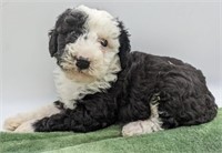 Male#3-Miniature Poodle Puppy-8 weeks