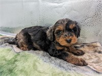 Female-Miniature Poodle Puppy-8 weeks
