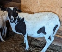 Ewe-Katahdin- 2 years, bred and should lamb inJuly